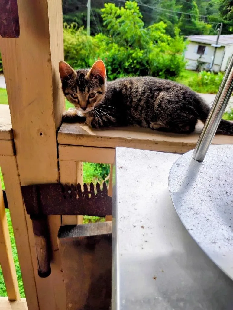 A baby medium-sized male Domestic Short Hair cat named Bugsby for adoption in Fort Oglethorpe, GA