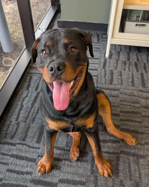 A young large-sized male Rottweiler dog named Henrik for adoption in Sacramento, CA