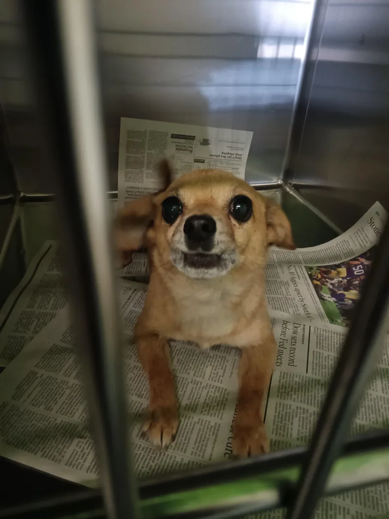 An adult small-sized male Chihuahua dog named Speedy for adoption in Los Angeles, CA