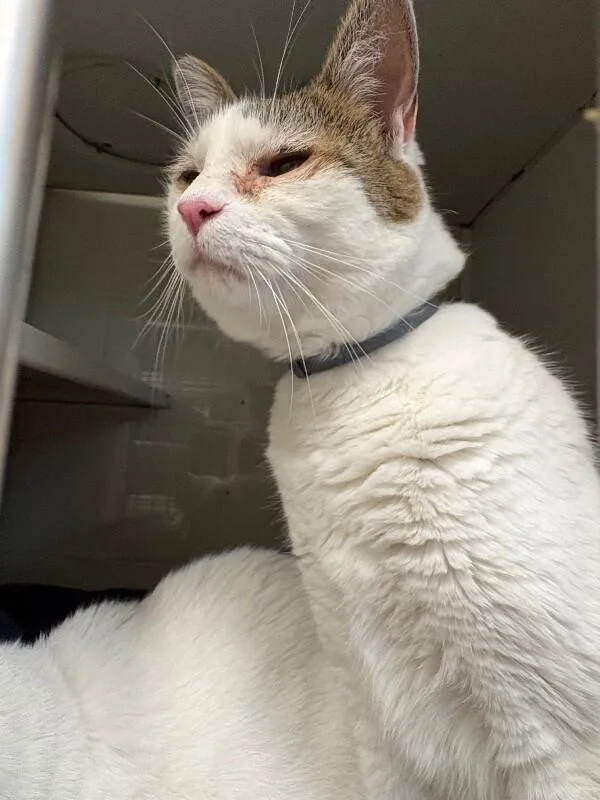 An adult medium-sized male White Domestic Short Hair cat named Edgar for adoption in Burgaw, NC