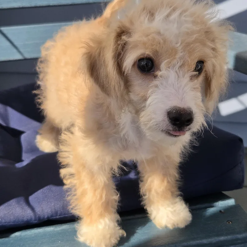 A baby small-sized female Poodle (Toy) dog named Jaylynn for adoption in Torrance, CA