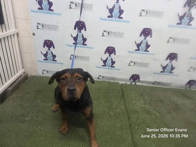 Teetee