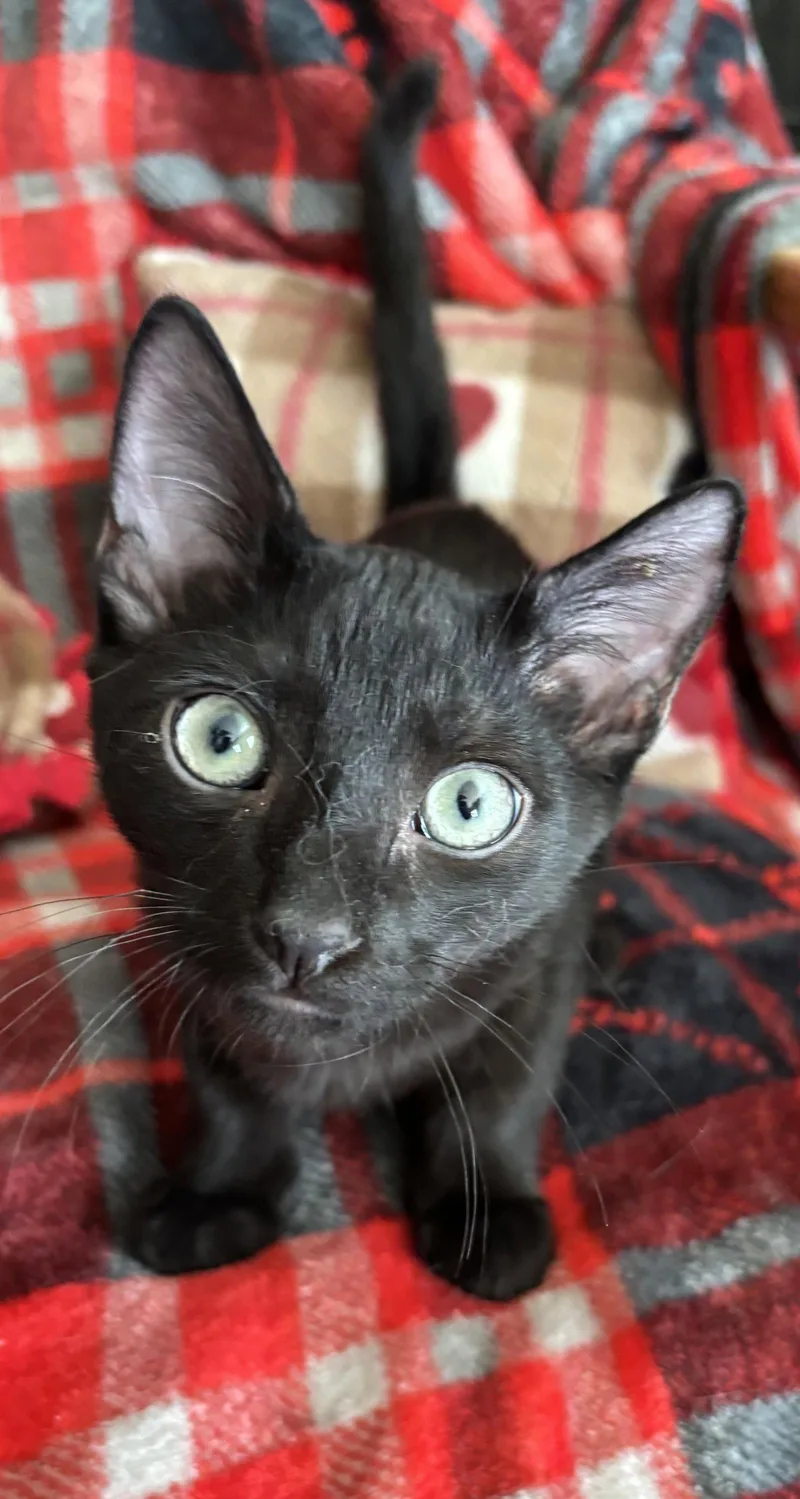 A young medium-sized male Domestic Short Hair cat named Tyson for adoption in Phoenix, AZ