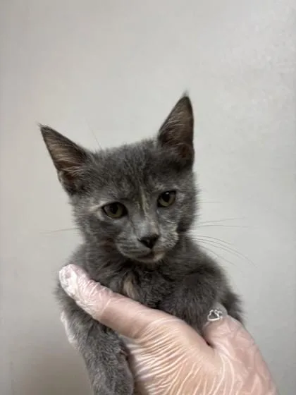 A young small-sized female Domestic Short Hair cat named Zaza for adoption in San Antonio, TX