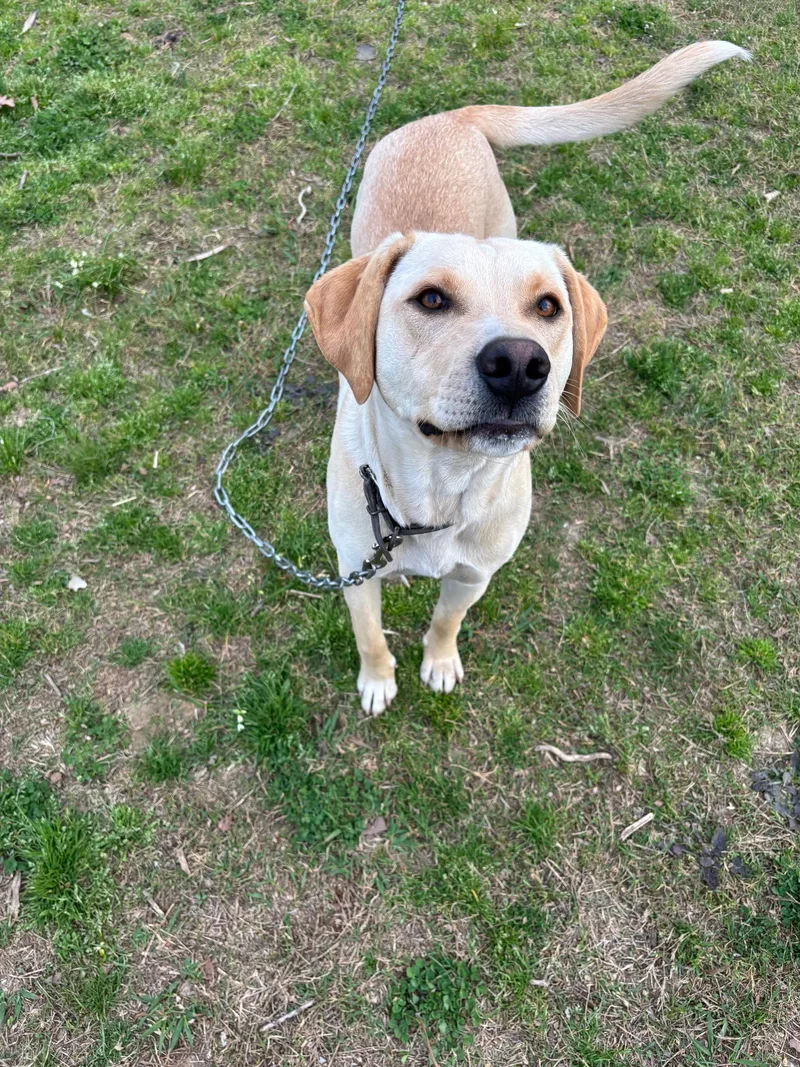 Buddy