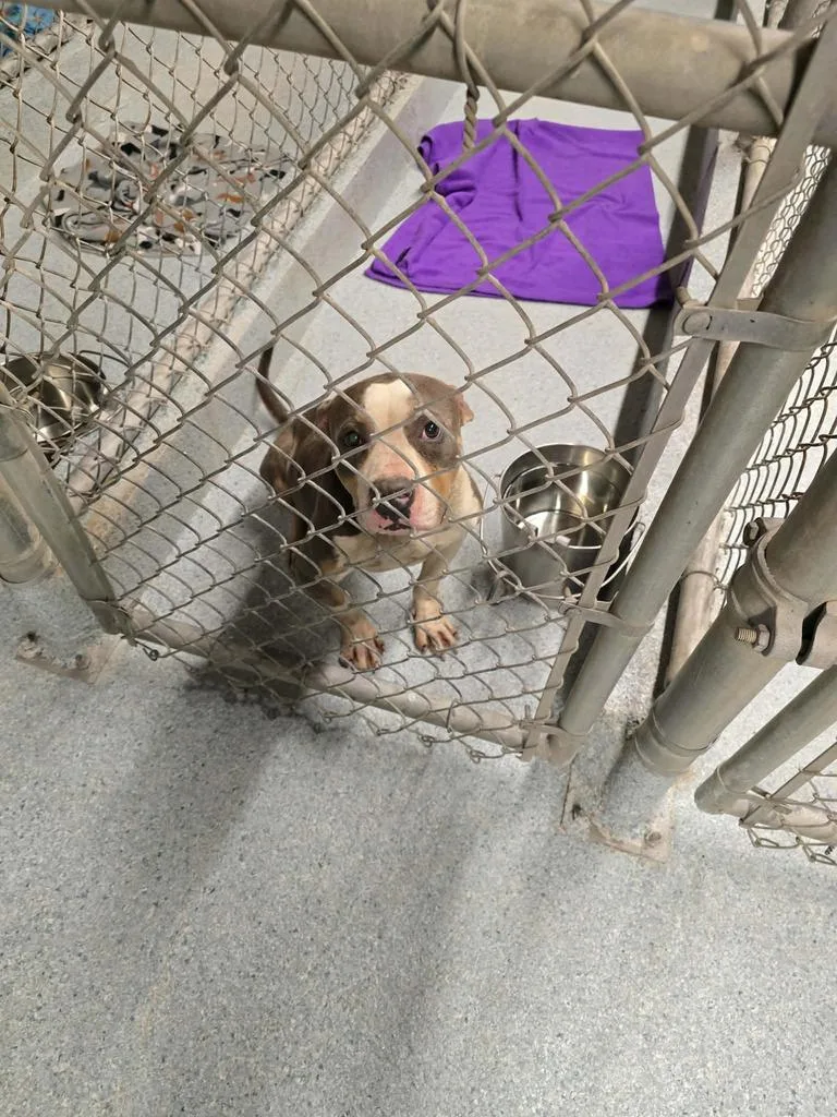 A young medium-sized male Pit Bull Terrier dog named Bl for adoption in Livingston, LA