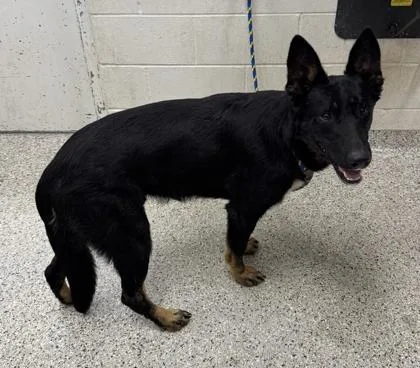 An adult large-sized male Black German Shepherd Dog dog named Odin for adoption in Kansas City, MO