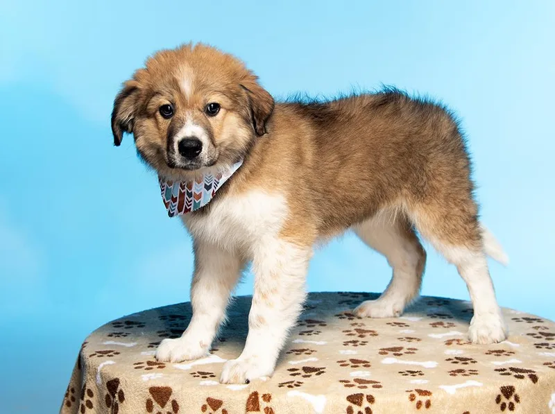 A baby large-sized male Brown / Chocolate Great Pyrenees dog named Dooley for adoption in Cookeville, TN