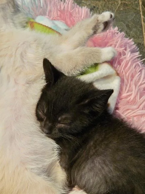 A baby small-sized male Domestic Short Hair cat named Batman for adoption in West Valley City, UT