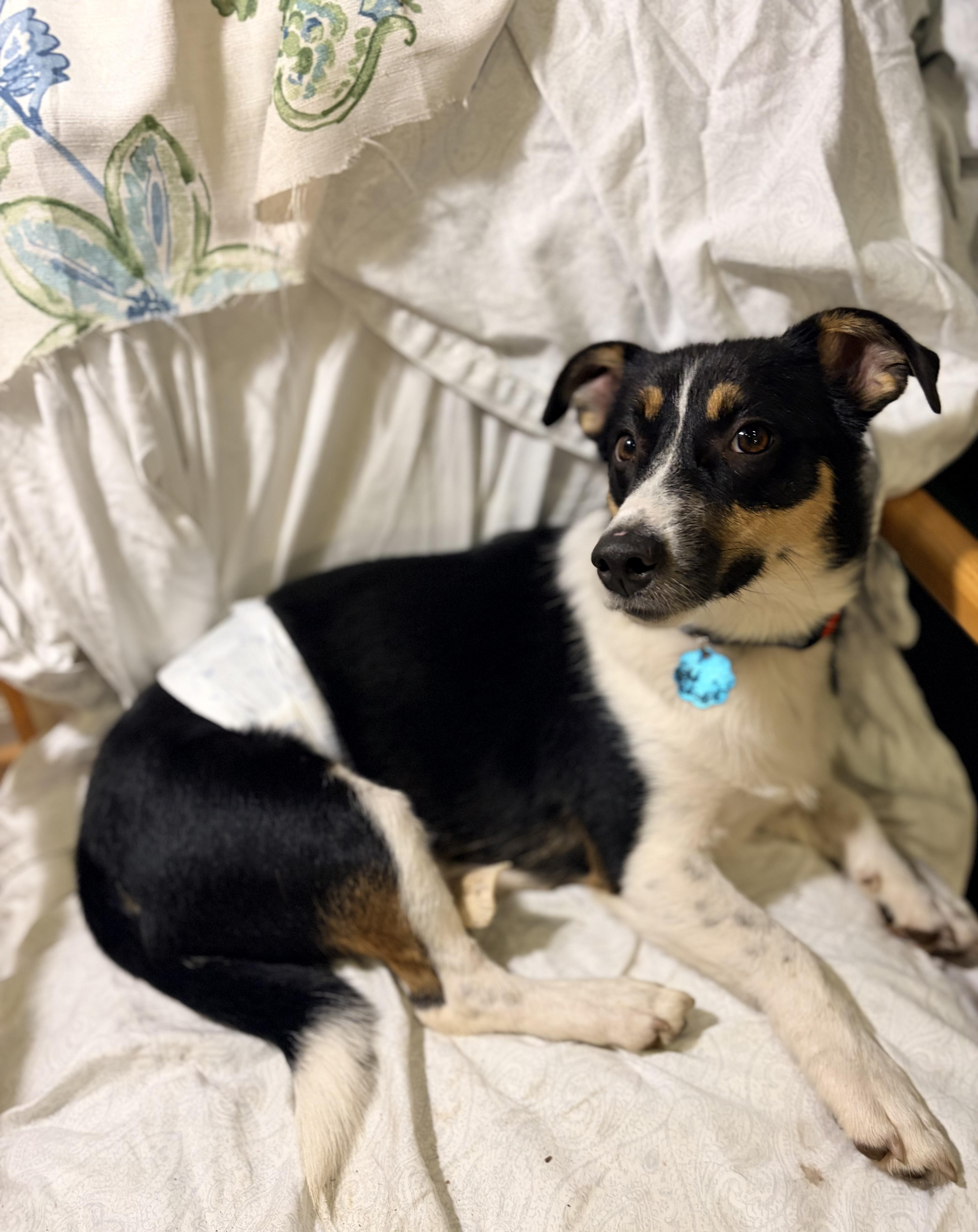 An adult medium-sized male Cardigan Welsh Corgi dog named Choji for adoption in Troy, MI