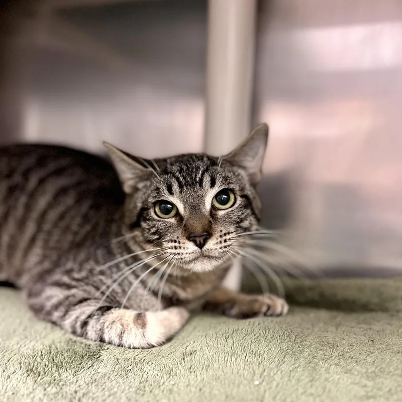 A young medium-sized male Brown / Chocolate Domestic Short Hair cat named Martin for adoption in Fargo, ND