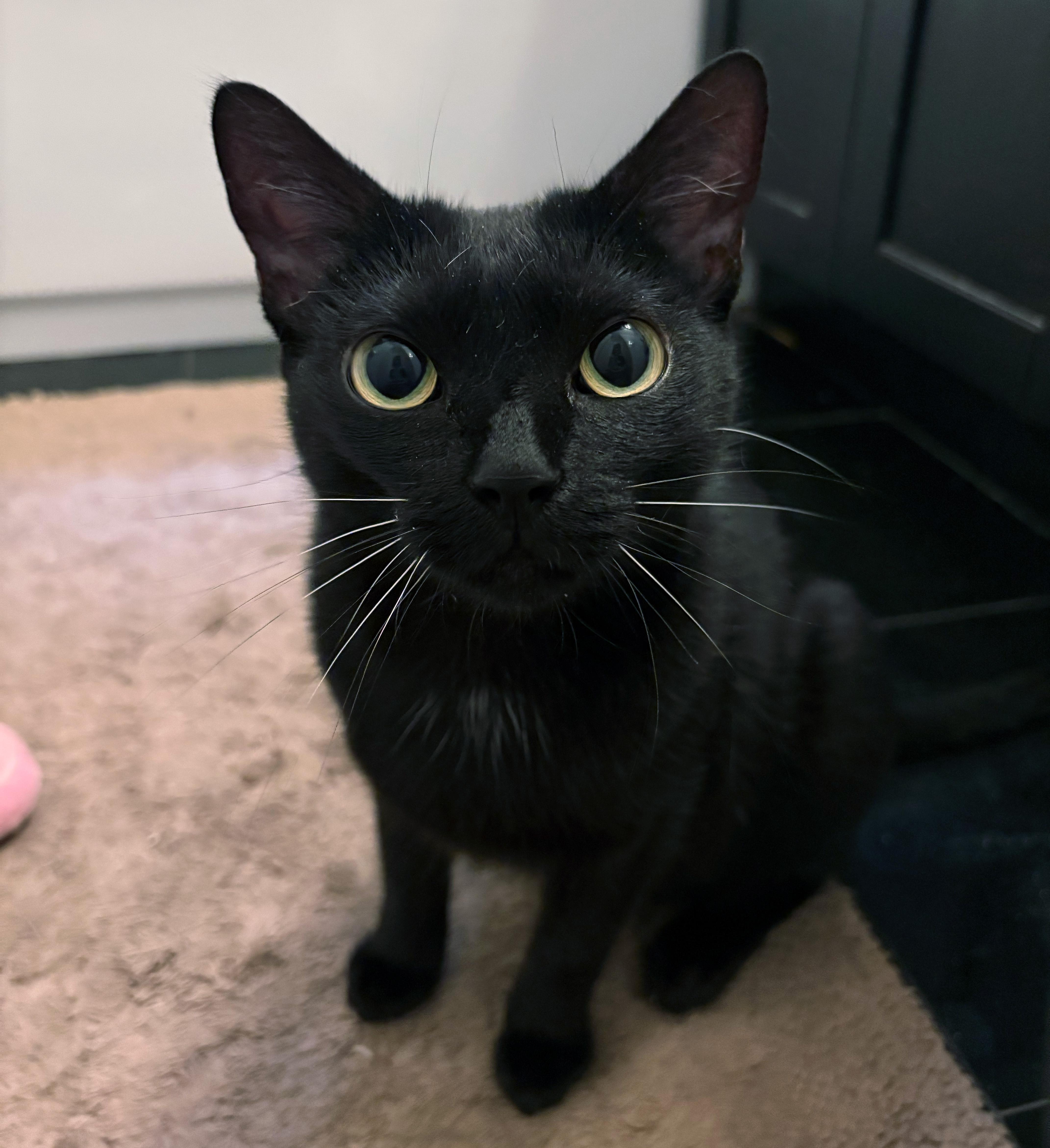 A baby medium-sized female Black American Shorthair cat named Monkey for adoption in New York, NY