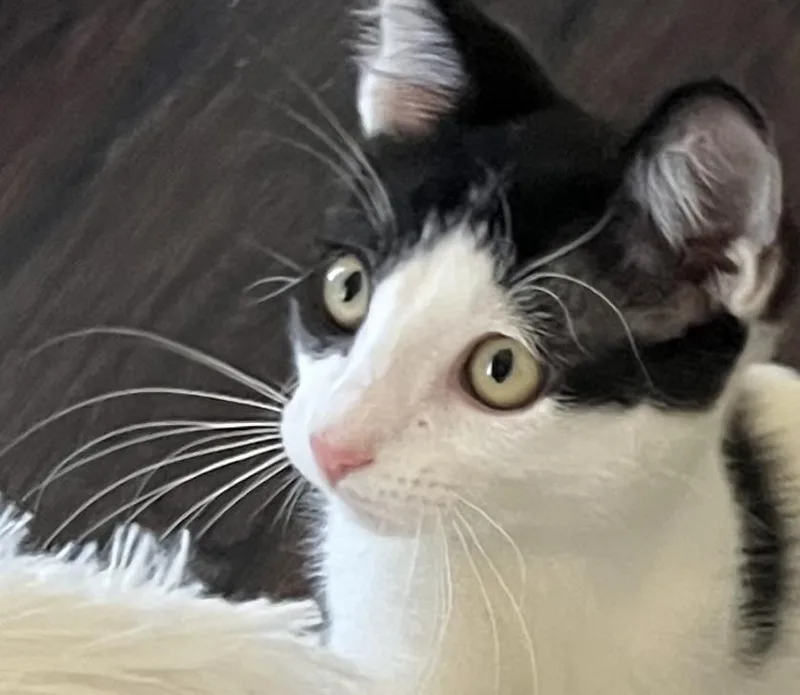 A baby small-sized male White Domestic Short Hair cat named Lincoln Rae for adoption in Chandler, AZ