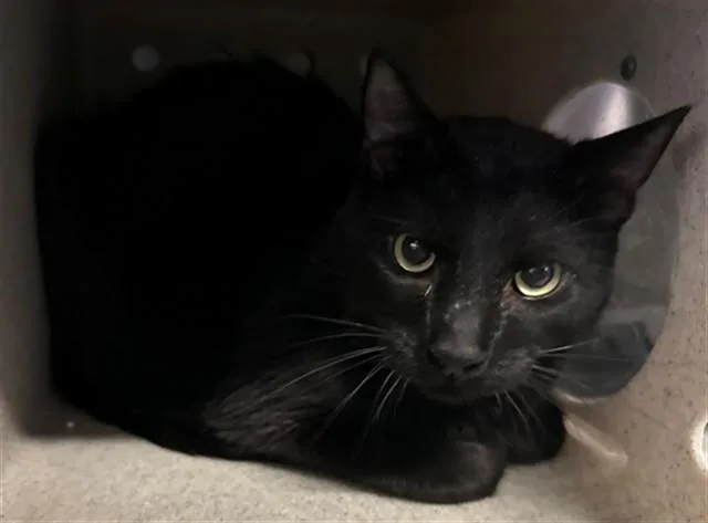 An adult small-sized male Domestic Short Hair cat named Salem for adoption in Lancaster, CA