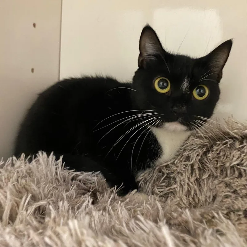 A young medium-sized female Domestic Short Hair cat named Raksha for adoption in Fall River, MA