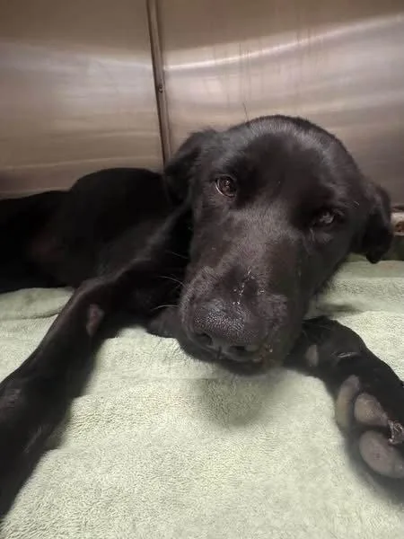 A young large-sized male Labrador Retriever dog named Koopa for adoption in San Diego, CA