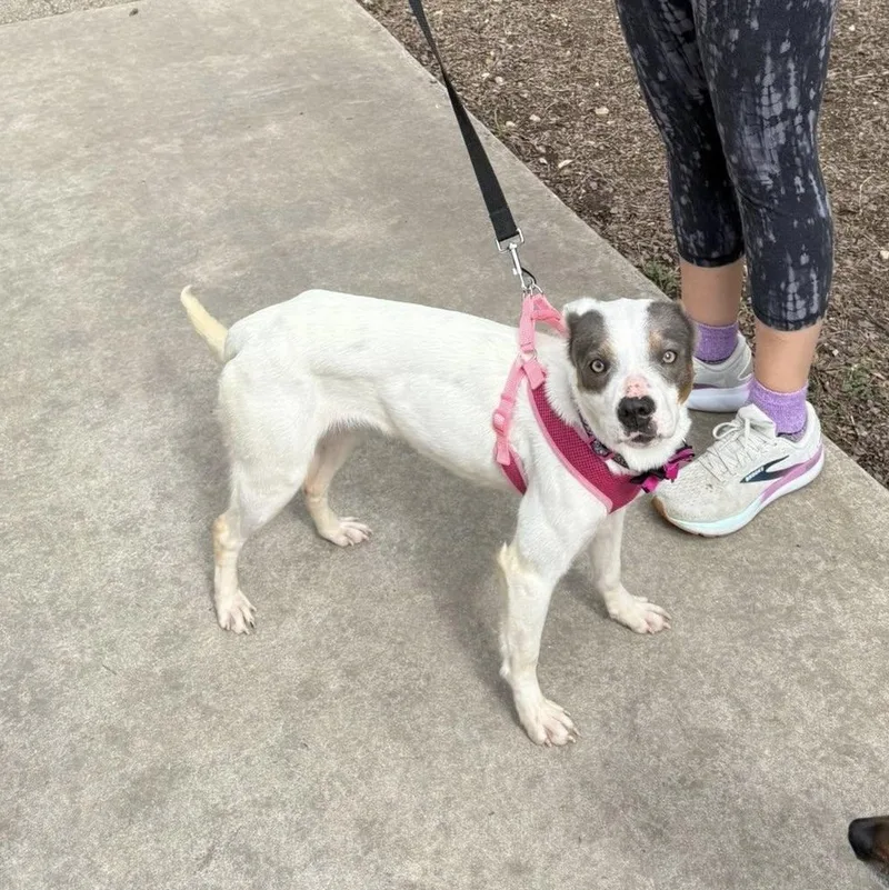 A young medium-sized female Mixed Breed dog named Maybelle for adoption in Redmond, WA
