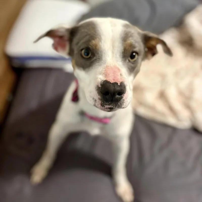 Maybelle thumbnail 5