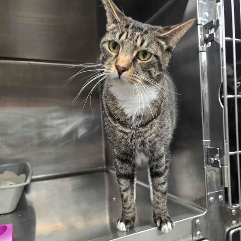 An adult large-sized male Brown / Chocolate Domestic Short Hair cat named Scooter for adoption in Pullman, WA