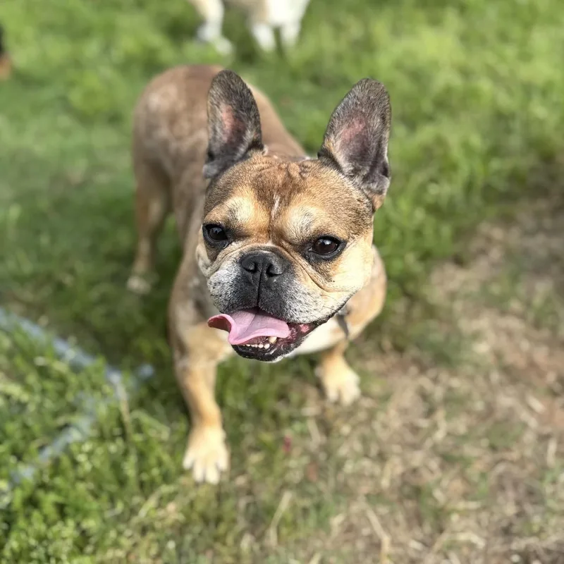 A young small-sized male Brown / Chocolate French Bulldog dog named Buddy for adoption in Pelham, NH