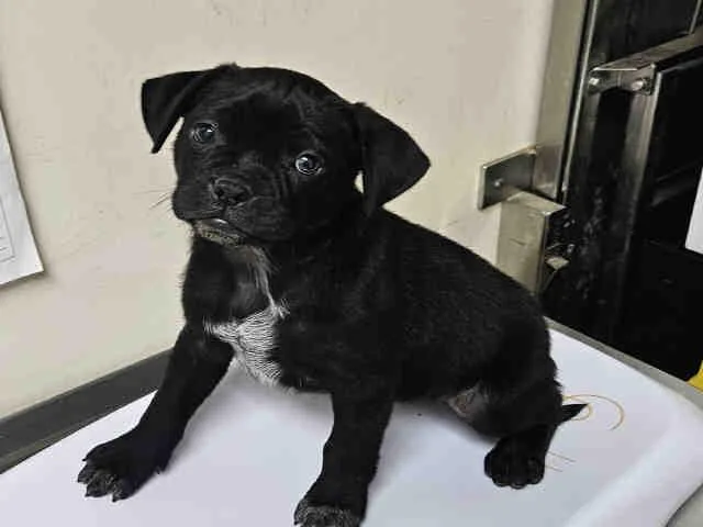 A baby medium-sized female Pug dog named Dumplin for adoption in Carlsbad, CA