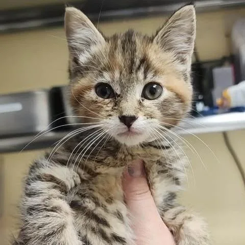 A baby small-sized female Brown / Chocolate Domestic Short Hair cat named Scorpio for adoption in Shinnston, WV