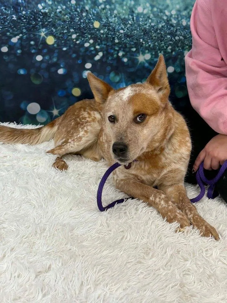 A young medium-sized male Red / Chestnut / Orange Australian Cattle Dog / Blue Heeler dog named Acd Bingo Red for adoption in Linden, MI