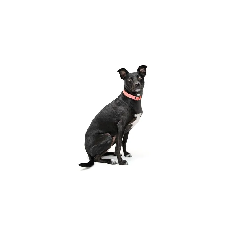 An adult medium-sized female Black Mixed Breed dog named Sesame for adoption in Playa Vista, CA