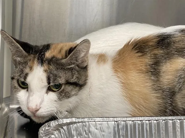 A young small-sized female Domestic Short Hair cat named Baguette for adoption in Tustin, CA