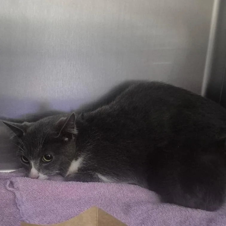 A young medium-sized female Gray / Blue / Silver Domestic Short Hair cat named Annette for adoption in Upland, CA