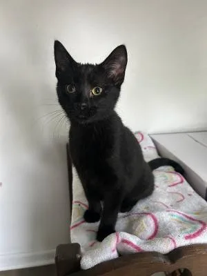 A baby medium-sized male Black Domestic Short Hair cat named Timber for adoption in Mokena, IL