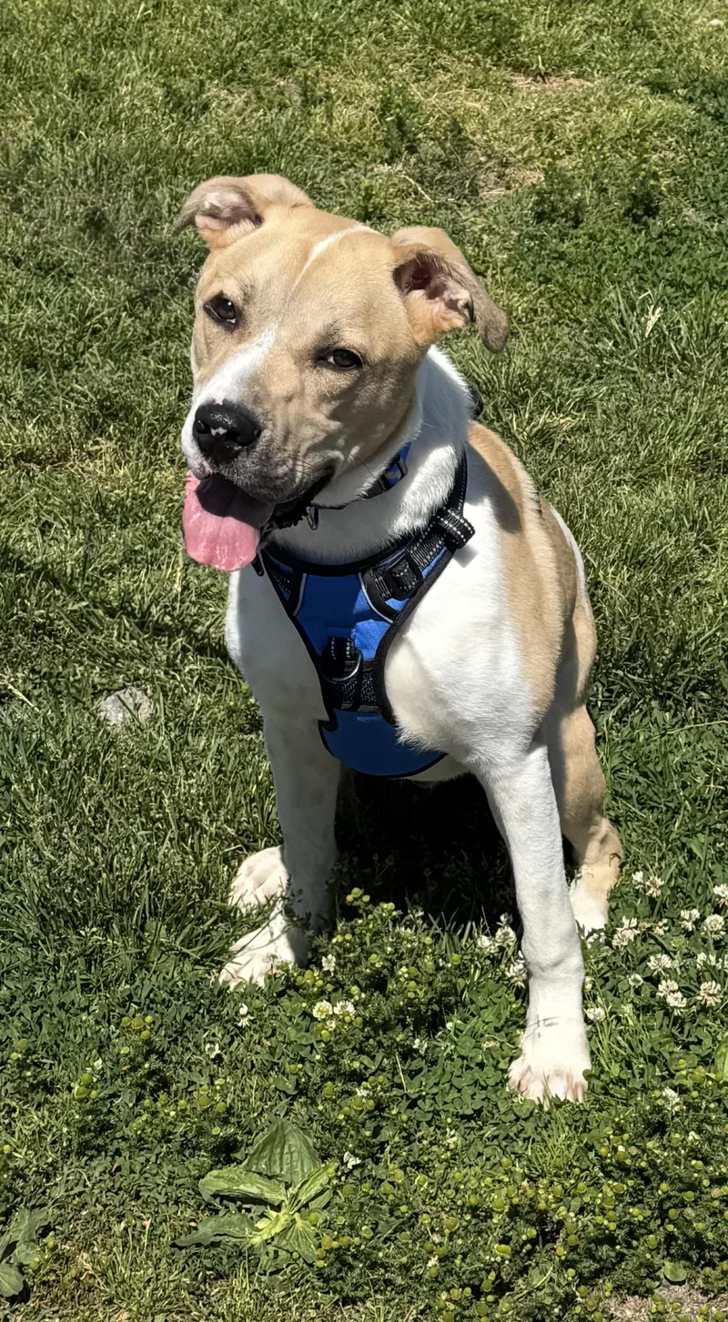 A young medium-sized male Bicolor Hound dog named Taco for adoption in Ellicott City, MD