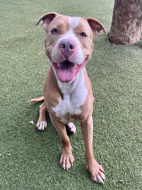 An adult large-sized male Terrier dog named Roche for adoption in Miami, FL