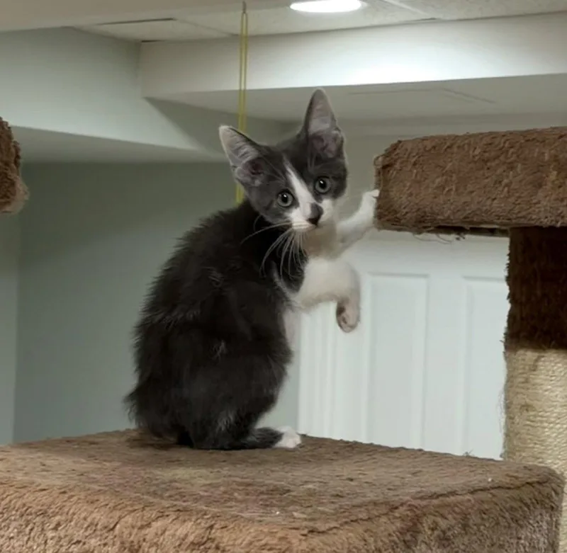 A baby medium-sized female Domestic Short Hair cat named Bunny  Willow Grove for adoption in Greenville, DE
