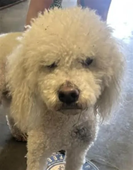 An adult medium-sized male Poodle dog named Frieza for adoption in Los Angeles, CA