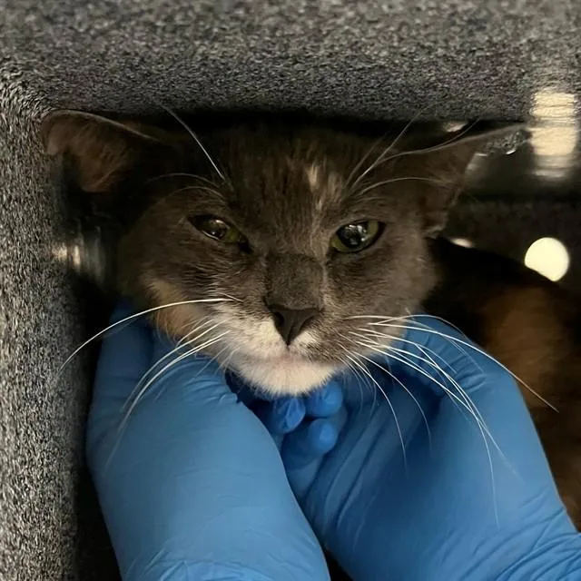A young medium-sized female Domestic Short Hair cat named Snoop Mami for adoption in Naples, FL