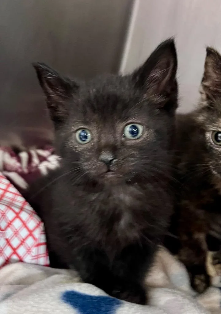 A baby medium-sized male Domestic Short Hair cat named Beef Pasta for adoption in Cincinnati, OH