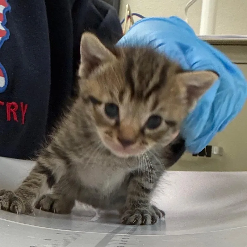 A baby small-sized female Brown / Chocolate Domestic Short Hair cat named Stella for adoption in Columbiana, AL