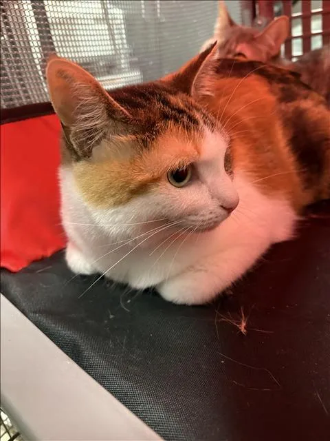 An adult medium-sized female Domestic Short Hair cat named Sage for adoption in Chatsworth, CA