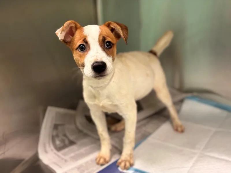 A baby small-sized male Australian Shepherd dog named Ashton for adoption in Houston, TX