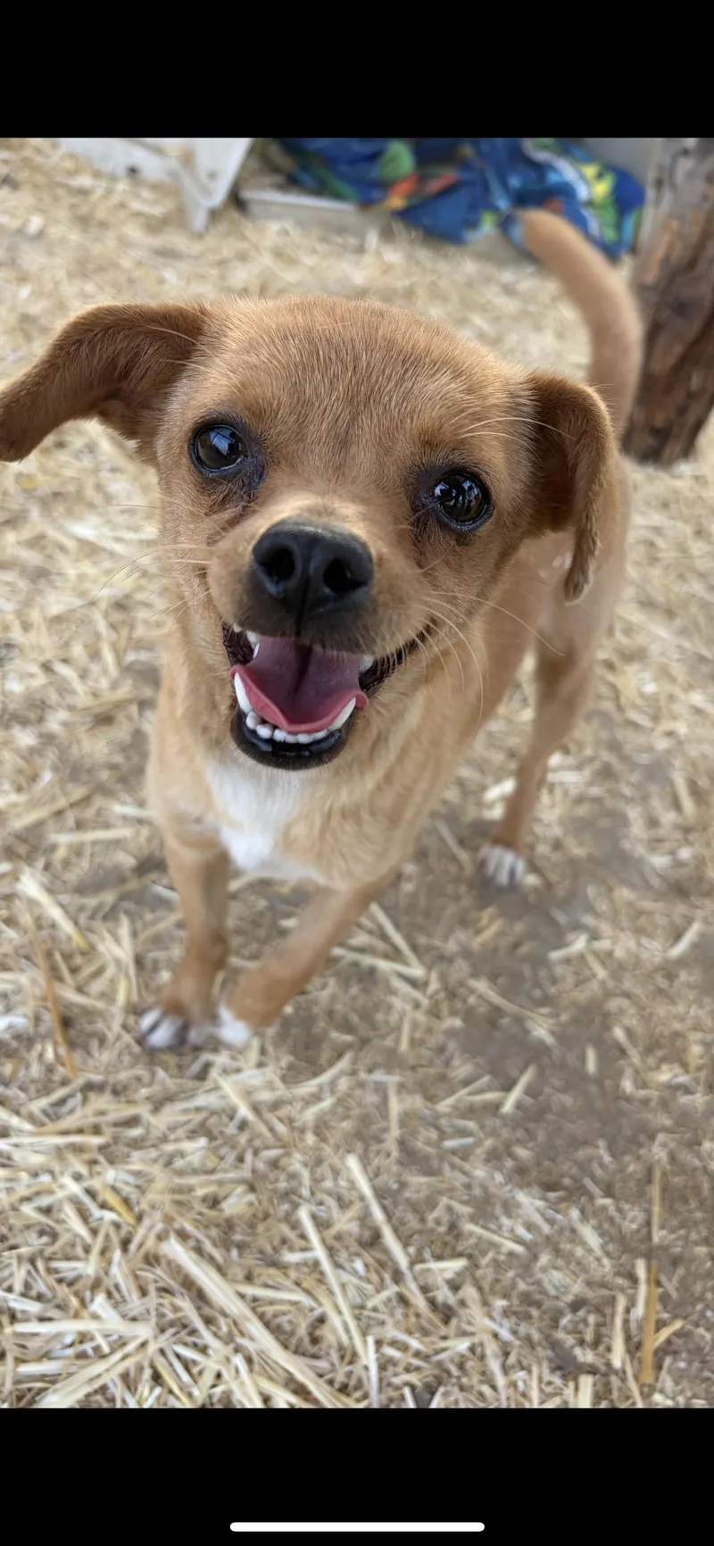 A young small-sized female Golden Chihuahua dog named Laparas for adoption in Hamden, CT
