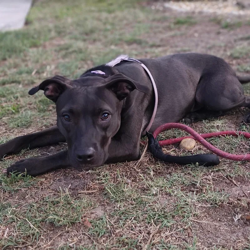 A young medium-sized female Black Terrier dog named Sylvie for adoption in Tampa, FL