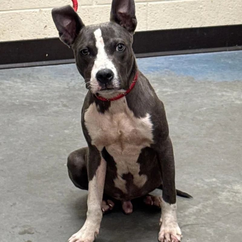 A young medium-sized male Gray / Blue / Silver Mixed Breed dog named Sugar for adoption in Memphis, TN
