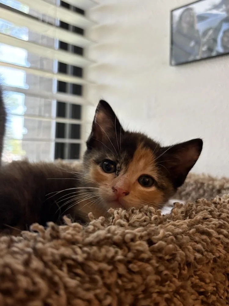 A baby small-sized female Calico cat named Margo Ratatouille for adoption in Dallas, TX
