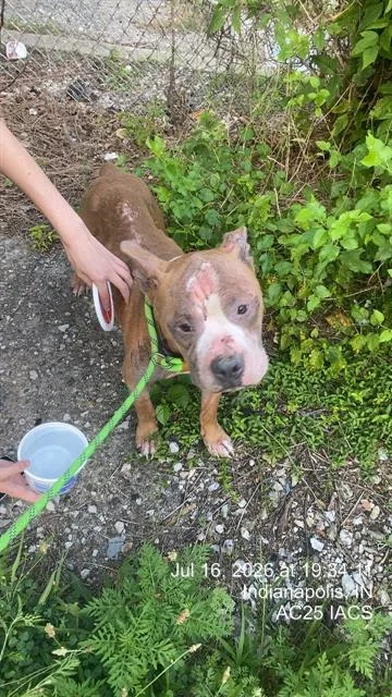 A young medium-sized male Pit Bull Terrier dog named Baby Boy for adoption in Indianapolis, IN