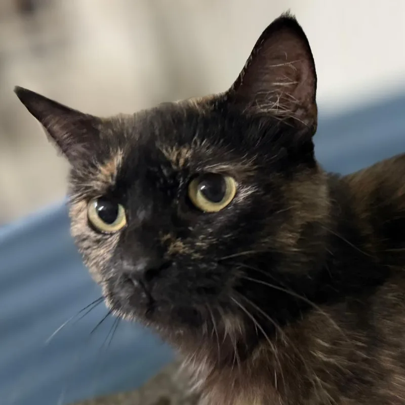 A young medium-sized female Black Domestic Short Hair cat named Peanut for adoption in Traverse City, MI