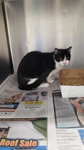 A senior small-sized female Domestic Short Hair cat named Nebulae for adoption in Saint Cloud, FL