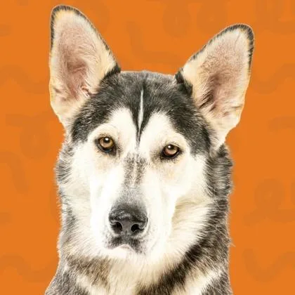 An adult medium-sized female Gray / Blue / Silver Husky dog named Jessica for adoption in Reno, NV