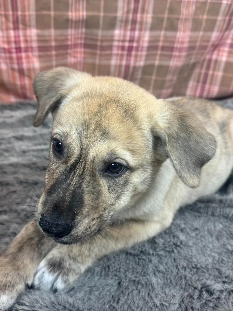 A baby large-sized male Husky dog named Clavo for adoption in Phoenix, AZ
