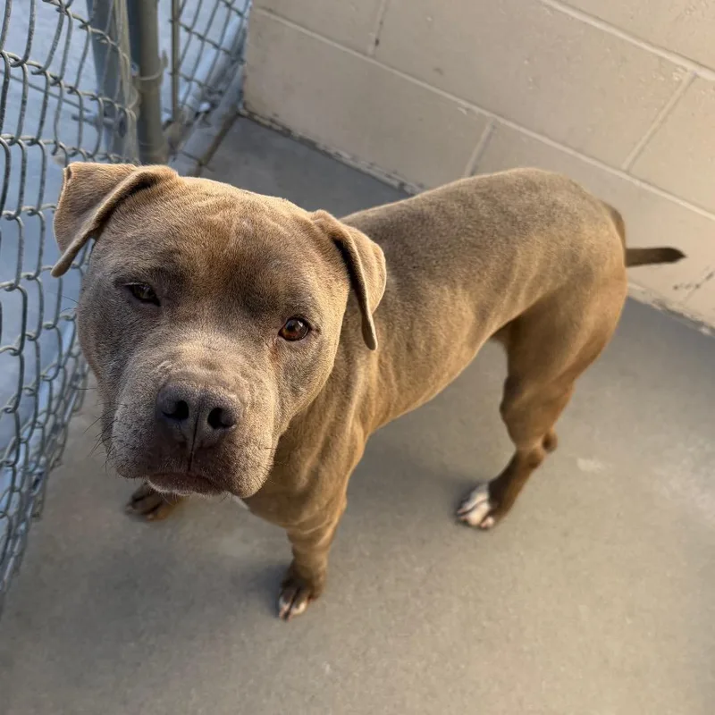 An adult medium-sized male Pit Bull Terrier dog named Zeus for adoption in Reno, NV